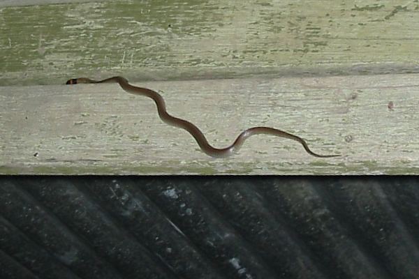 File:Red-naped Snake.jpg