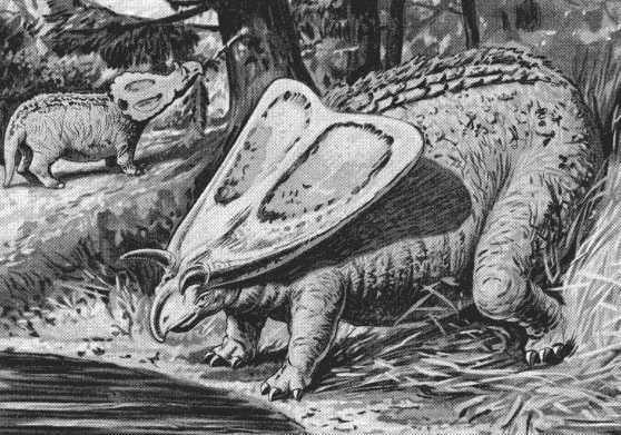 Файл:Torosaurus tdu 1905 john unknown.gif