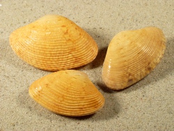 File:Paphia Euglypta sudaregai.jpg