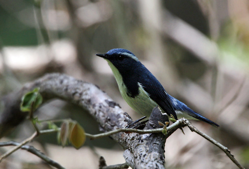 File:Ultramarine Flycatcher I IMG 6835.jpg