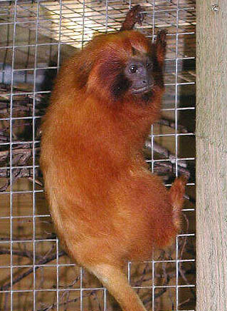 File:Golden Lion Tamarin cropped.jpg