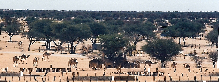 File:Camels in Tshabong, Botswana.jpg