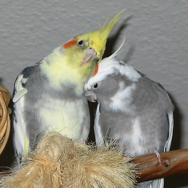 File:Cockatiels.jpg