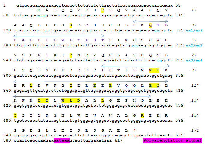 File:Conceptual Translation of SMIM23.png