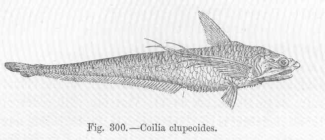 File:FMIB 47177 Coilia clupeoides.jpeg