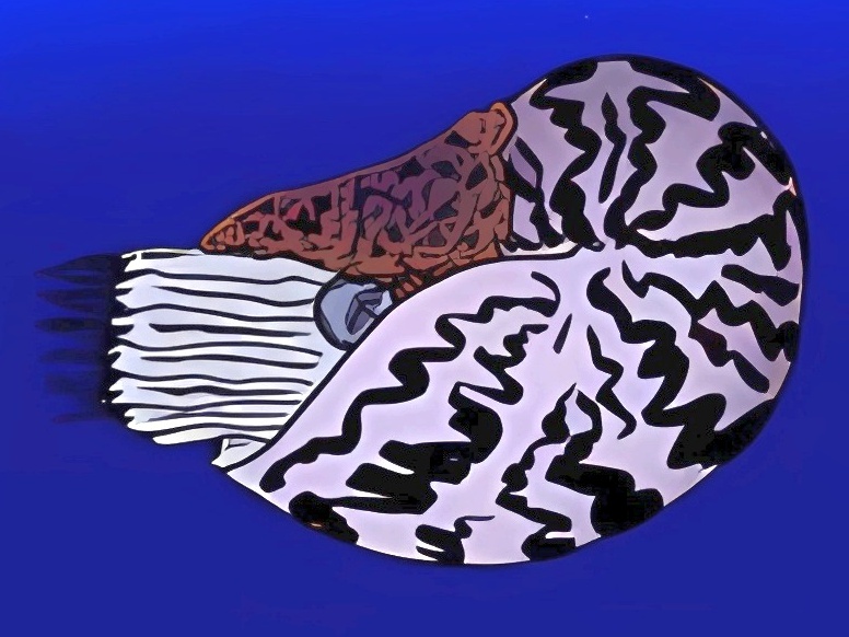 File:Nautilus cookanum.jpg