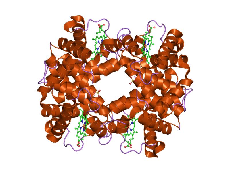 File:PDB 1dxu EBI.jpg