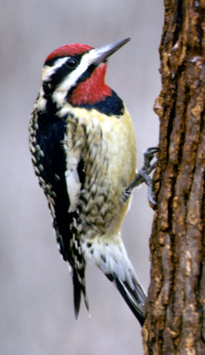 Файл:Sphyrapicus variusPCSL11319B.jpg