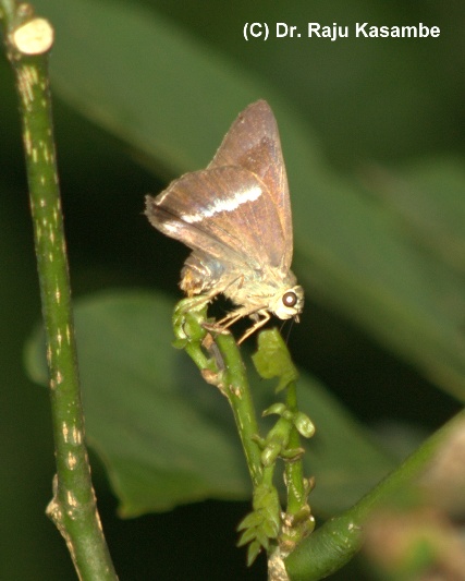 File:Plain Banded Awl (Hasora vitta).jpg