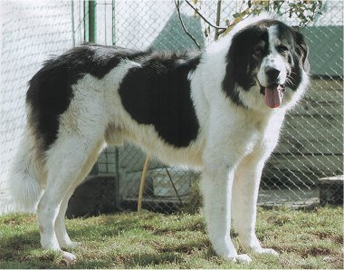 Файл:Bucovina Sheepdog.jpg