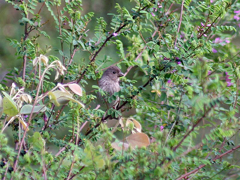 Файл:Common Rosefinch I IMG 3937.jpg