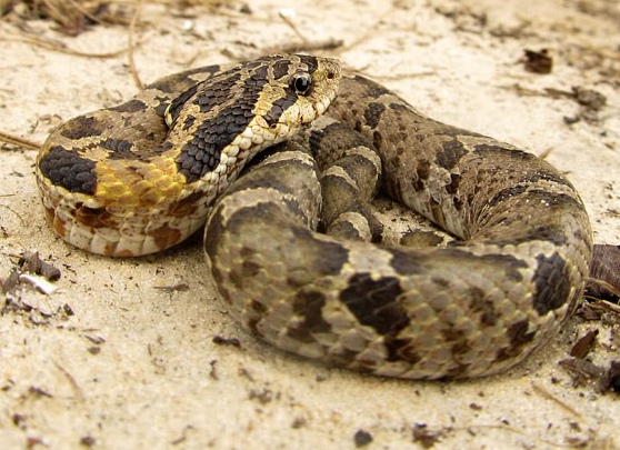 File:Eastern-hognose.jpg