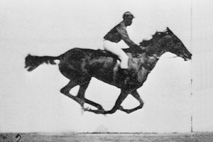 Archivo:Muybridge race horse animated.gif