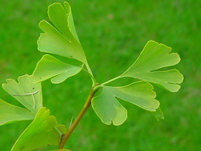 Файл:Gingko-Blaetter.jpg