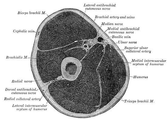 File:Gray413.png