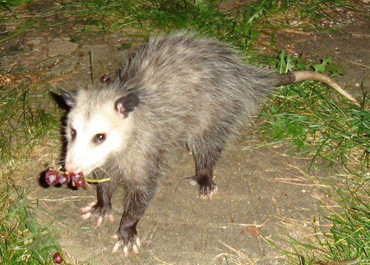 Файл:Opossum with grapes.jpg