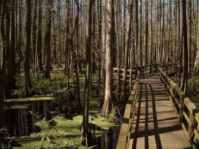 File:Catwalk at highlands hammock sp.jpg