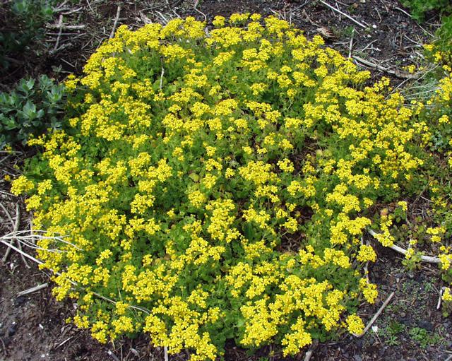 Файл:Cineraria geifolia 28092003 Afrique du sud.jpg