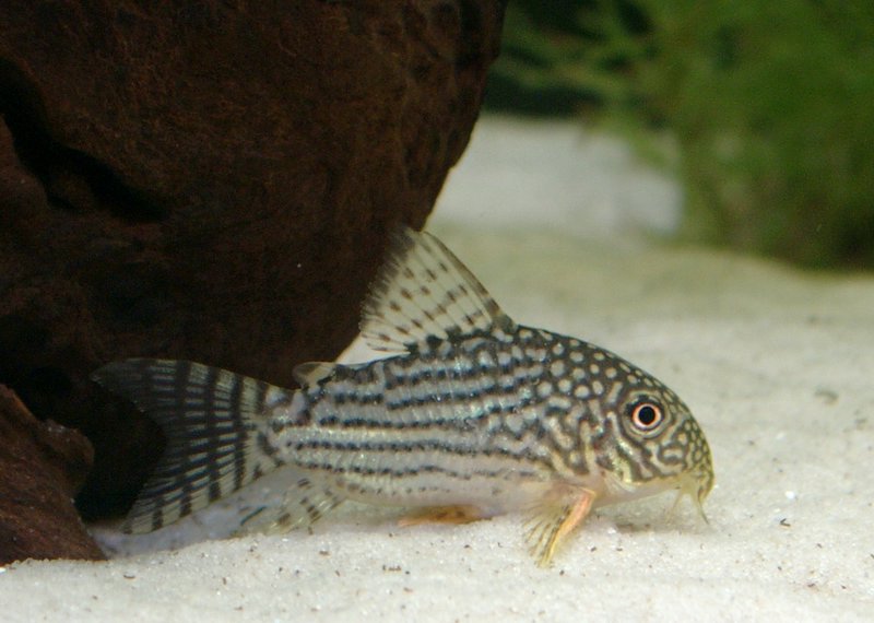 File:Corydoras sterbai.jpg