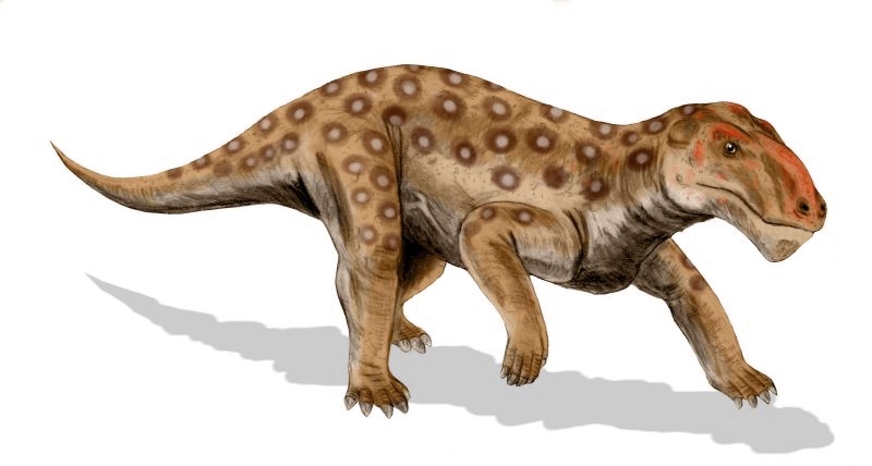 File:Lycaenops BW.jpg