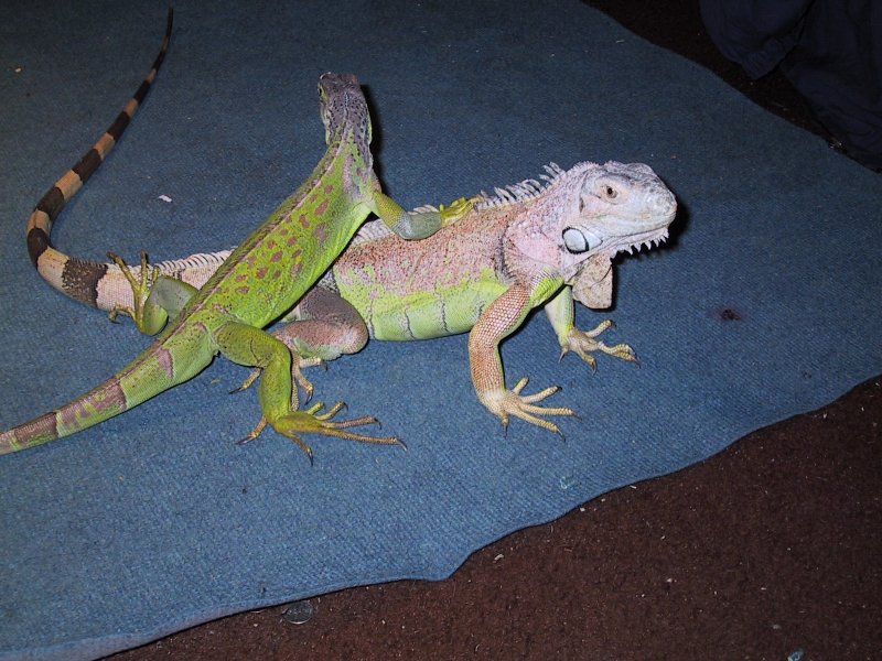 File:A young iguana climbing on another iguana.jpg