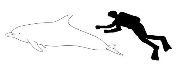 File:Bottlenose dolphin sizenew.png