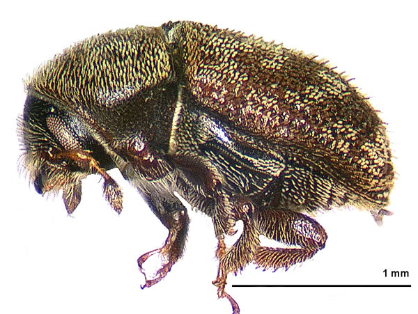 File:Chaetoptelius mundulus lateral.jpg