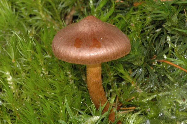 Файл:Cortinarius.fasciatus.-.lindsey.jpg