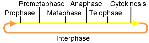 File:Interphase mitosis.png