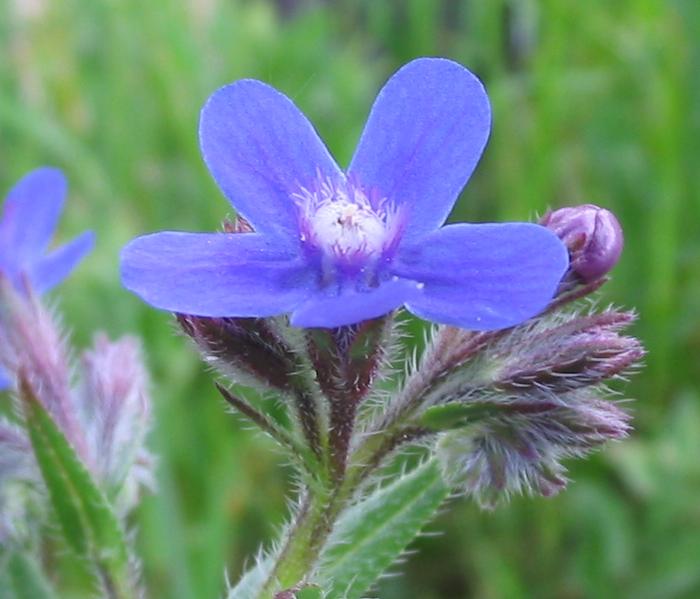 Archivo:Anchusa azurea flor.jpg