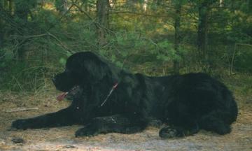 File:Aragon the Newfoundland Dog.jpg