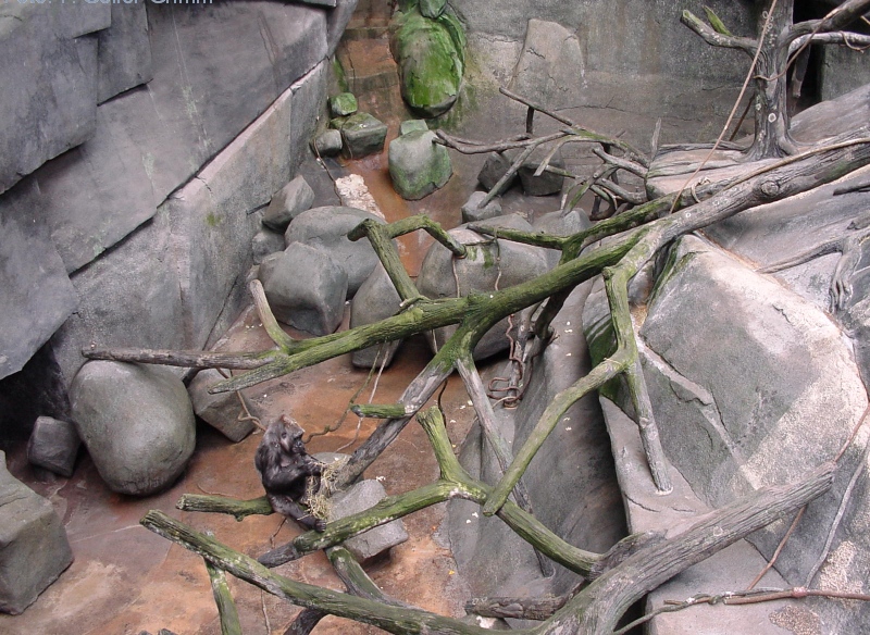 File:Brookfield zoo fg09.jpg