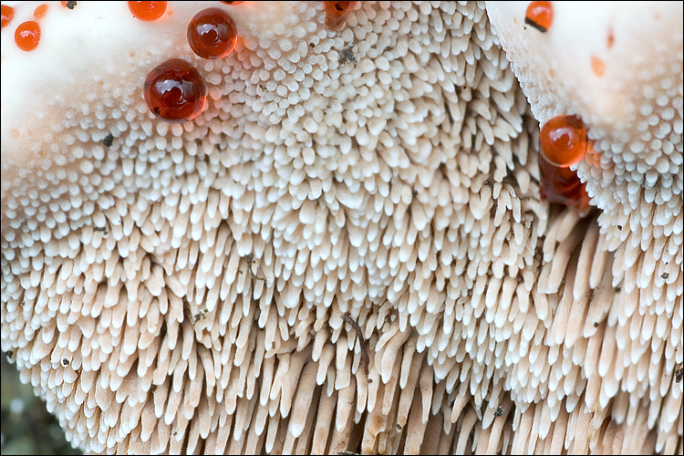 File:Hydnellum ferrugineum 59272.jpg