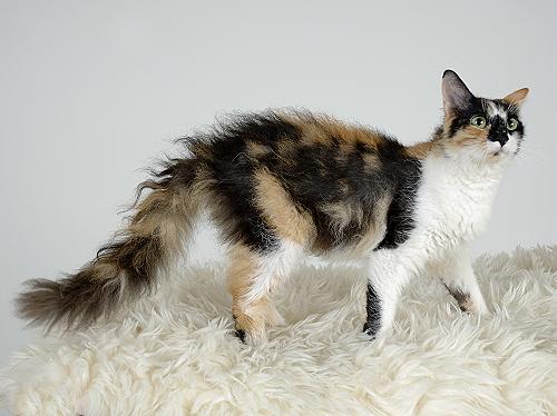 File:Laperm LH blacktortie white.jpg