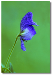 File:Monkshood garyTonhouse.jpg