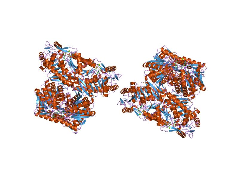 File:PDB 1nzw EBI.jpg