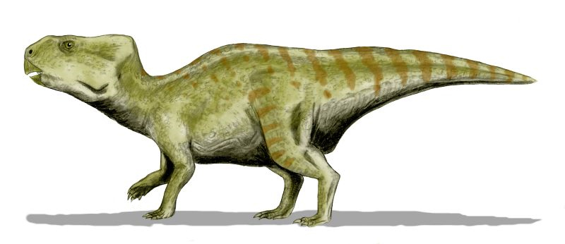 File:Auroraceratops BW.jpg