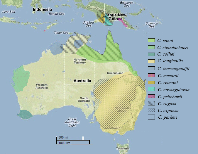 Файл:Distribution map of Chelodina species.png