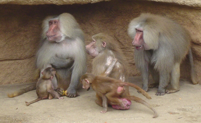 Файл:Hamadryas Baboon.jpg