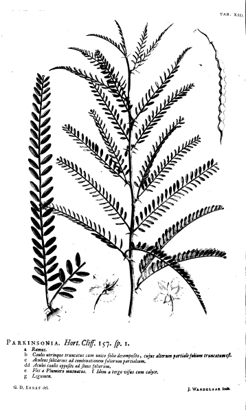 Файл:Hortus Cliffortianus Parkinsonia.png