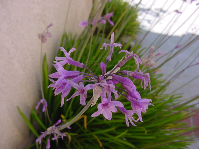 Archivo:Tulbaghia (Society Garlic).jpg