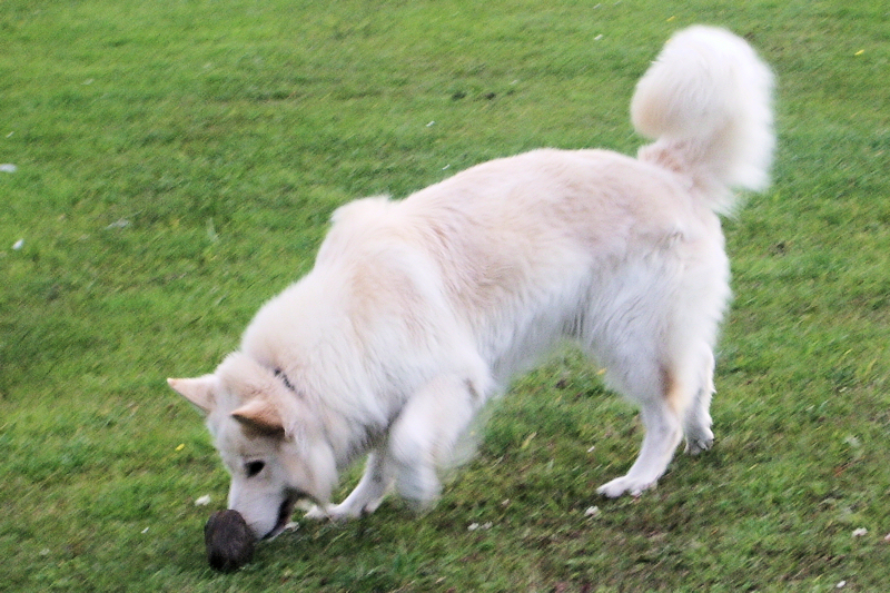 File:White German Shepherd Dog longhaired.jpg