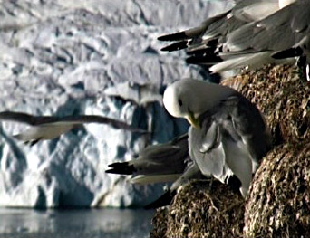 File:Black-legged Kittiwake.jpg