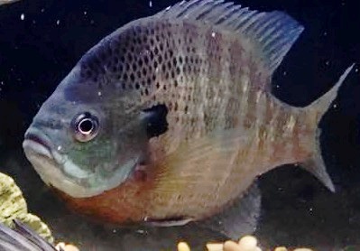 File:Bluegill - Lepomis macrochirus from Rend Lake, IL.jpg