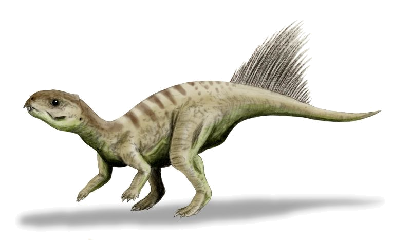 File:Chaoyangsaurus BW transparent.png