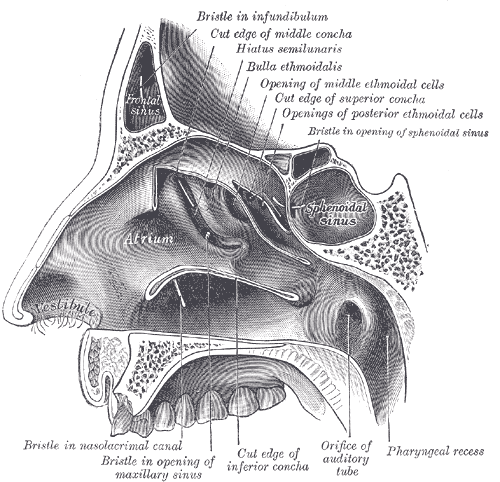 File:Gray856.png