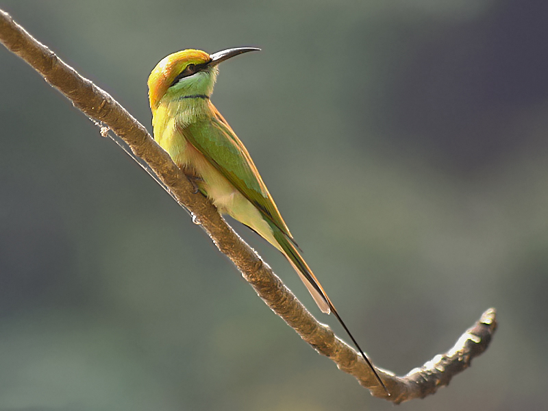 File:Green bee eater I2 IMG 5937.jpg