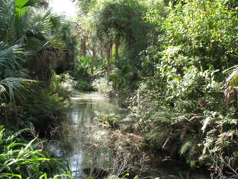 File:Juniper Springs Ocala National Forest.jpg