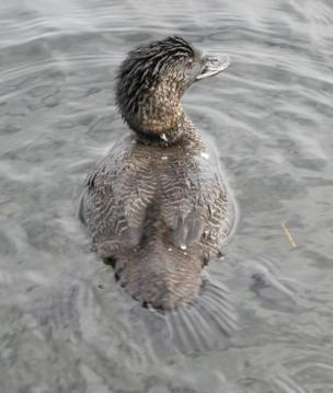 Файл:Musk-Duck-304.jpg