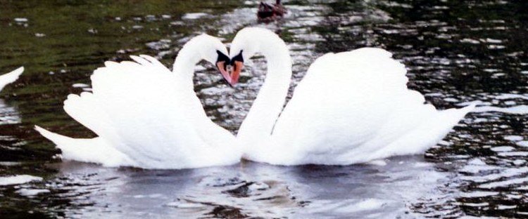 File:SwansHeart.jpg